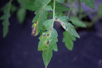 The leaves of the tomato plant infected with phytophthora.