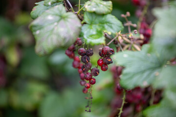 The currant plant is damaged by the powdery mildew disease.