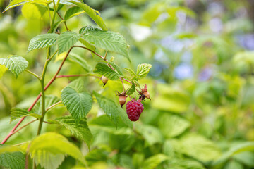 Ripe raspberries on a green bush in summer