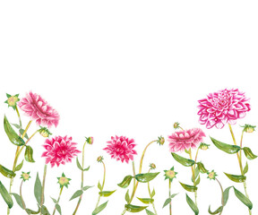 Obraz na płótnie Canvas Pink dahlia flower hand drawn in watercolor. Dahlia flowers with green leaves and stems. For postcard design