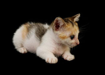 Obraz premium Cute baby kitty isolated on black background. 