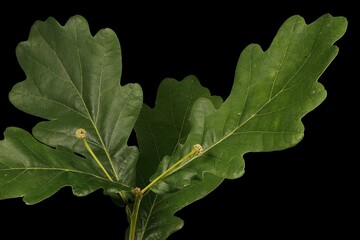 Common Oak (Quercus robur). Fruiting Branch Closeup