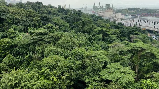 Lush Green Trees In Mount Faber In Singapore - Panning Shot