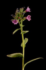 Common Lungwort (Pulmonaria officinalis). Habit