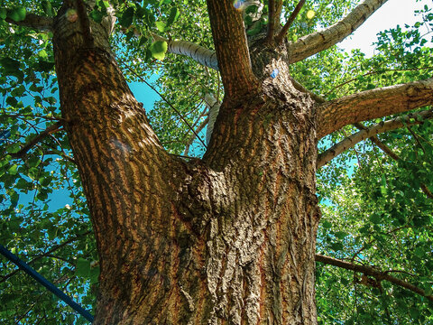Birch tree. A long-standing birch tree