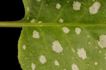 Common Lungwort (Pulmonaria officinalis). Summer Leaf Detail Closeup
