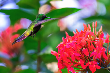 Hummingbird flying to pick up nectar from a beautiful hibiscus flower in tropical garden - 728412753