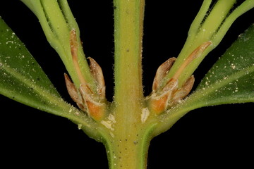 Common Box (Buxus sempervirens). Axillary Shoots Base Closeup