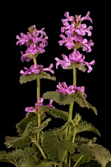 Big Betony (Betonica macrantha). Habit