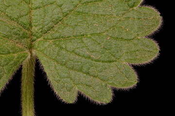 Big Betony (Betonica macrantha). Leaf Detail Closeup
