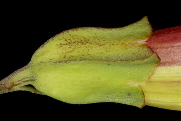 Hardy Gloxinia (Incarvillea delavayi). Calyx Closeup