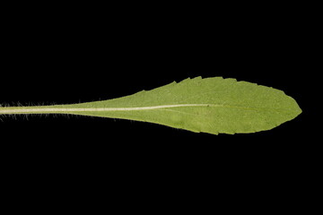 Firewheel (Gaillardia pulchella). Leaf Closeup