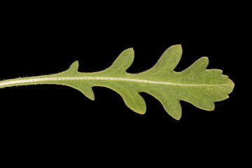 Firewheel (Gaillardia pulchella). Leaf Closeup