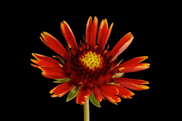 Firewheel (Gaillardia pulchella). Opening Capitulum Closeup