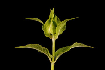 Wild Bergamot (Monarda fistulosa). Immature Capitulum Closeup