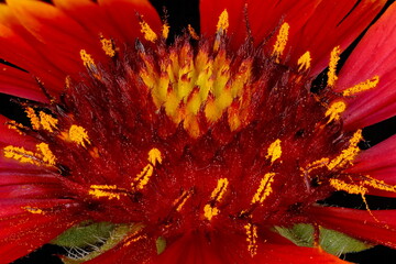Firewheel (Gaillardia pulchella). Receptacle and Disc Florets Closeup - obrazy, fototapety, plakaty