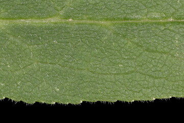 Clustered Bellflower (Campanula glomerata). Leaf Detail Closeup