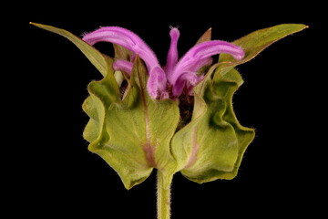 Wild Bergamot (Monarda fistulosa). Inflorescence Closeup