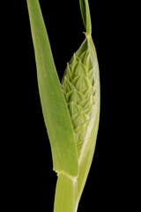 Canary Grass (Phalaris canariensis). Emerging Panicle Closeup