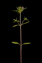Summer Savory (Satureja hortensis). Habit