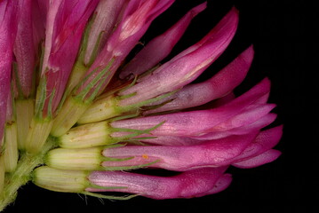 Zigzag Clover (Trifolium medium). Flowering Capitulum Detail Closeup