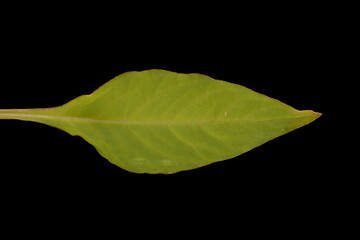 Cockscomb (Celosia argentea var. argentea). Leaf Closeup