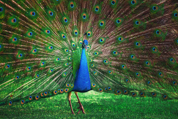 Peacock bird with fanned open tail, colorful peacock feathers eyes pattern - 728414712