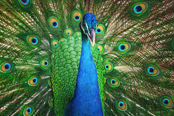 Peacock bird with fanned open tail, colorful peacock feathers eyes pattern - 728414775