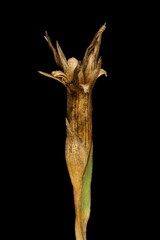 Maiden Pink (Dianthus deltoides). Dehisced Capsule Closeup