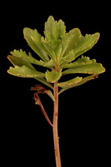 Kamchatka Stonecrop (Phedimus kamtschaticus). Vegetative Shoot Closeup