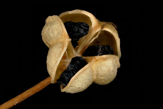 Ornamental Onion (Allium aflatunense). Dehisced Capsule Closeup
