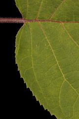 Smooth Hydrangea (Hydrangea arborescens). Leaf Detail Closeup