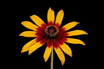 Black-Eyed Susan (Rudbeckia hirta). Flowering Capitulum Closeup