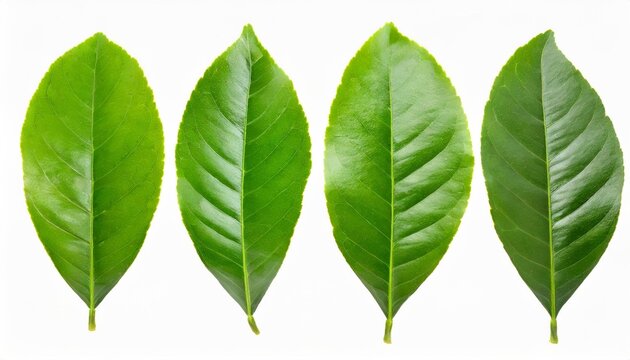set of lemon green leaf isolated on white background