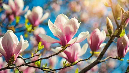 Zelfklevend Fotobehang magnolia tree blossom in springtime tender pink flowers bathing in sunlight warm april weather © Debbie