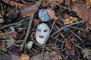 A stone on a forest path forms a face with plant remains in Siebenbrunn