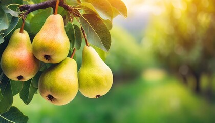 ripe yellow pears hanging on a pear tree branch in garden blurred background copy space orchard...