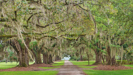  Oak tree lined road in Savannah in Georgia. Beautiful, romantic avenue.