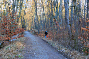 Forest path in winter in the Siebenbrunn forest near Augsburg along the Brunnenbach river