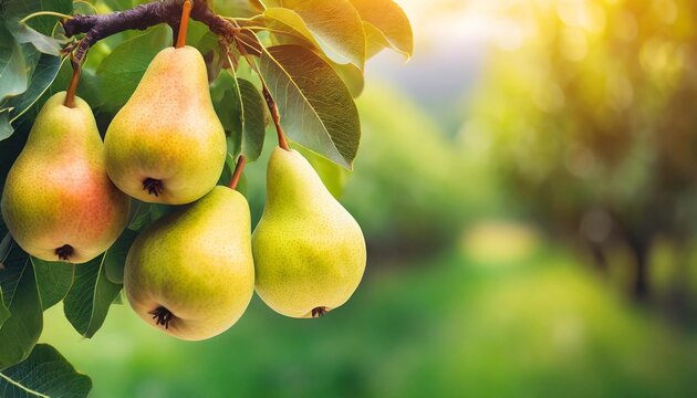 ripe yellow pears hanging on a pear tree branch in garden blurred background copy space orchard background copy space illustration