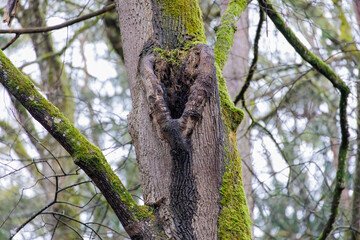 Slightly heart-shaped branch on an old tree in the forest in Siebenbrunn