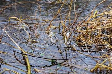 Feathers of a duck in the stalks at the edge of the Brunnenbach in Siebenbrunn near Augsburg