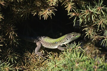 A tiny Podarcis lizard perched on a little pine tree, blending into the surroundings with its scaly camouflage, a small creature in its natural habitat.