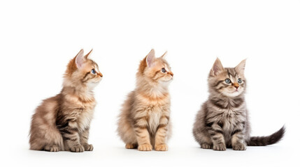 Cute orange and grey cats on a white background. Copy space. - obrazy, fototapety, plakaty