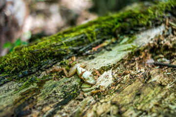 A little frog on a tree trunk in the forest, showcasing the vibrant colors and tiny wonders of nature in the woodland habitat