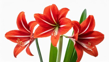 Fototapeta premium amaryllis minerva red flower isolated on transparent background belladonna or jersey lily plant cut out icon