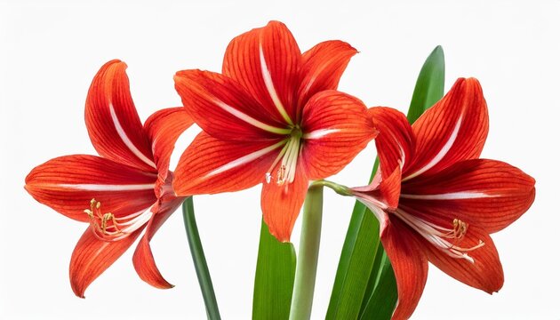 amaryllis minerva red flower isolated on transparent background belladonna or jersey lily plant cut out icon