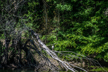 A heron perched in a tree by the lake, showcasing avian elegance and creating a tranquil scene in its natural waterside habitat.