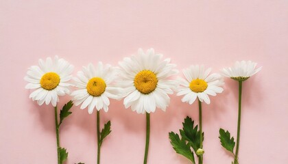 minimal styled concept white daisy chamomile flowers on pale pink background creative lifestyle summer spring concept copy space flat lay top view