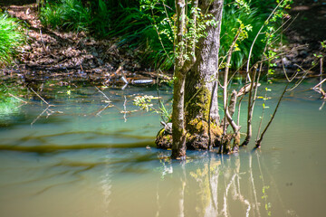 A serene scene of a tree gracefully submerged inside the tranquil waters of the lake, creating a...